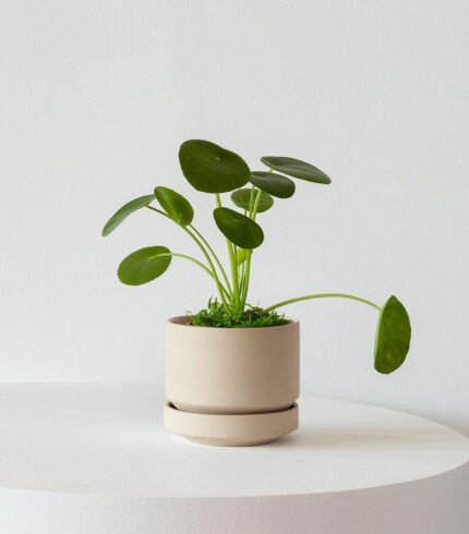 N’joy Pothos – Image 5
