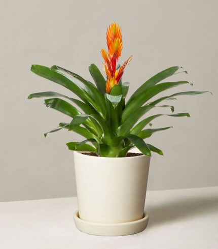 Indoor Plant Foliage Spray – Image 3