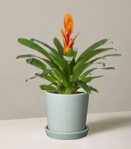 Peat Free Potting Mix – Image 3