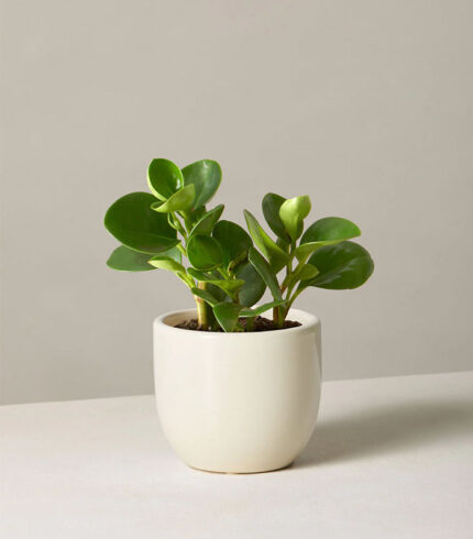 Indoor Plant Foliage Spray – Image 2
