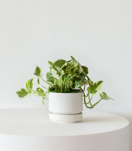 N’joy Pothos