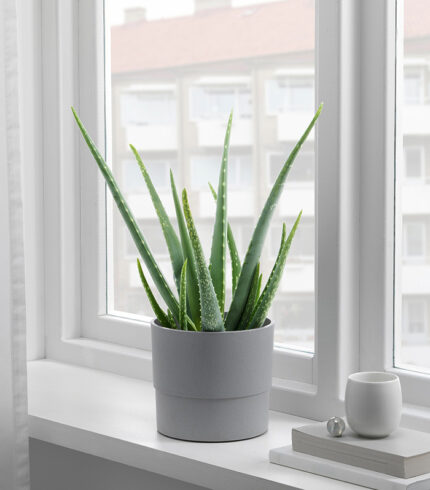 Mica Douro Pot – Image 4