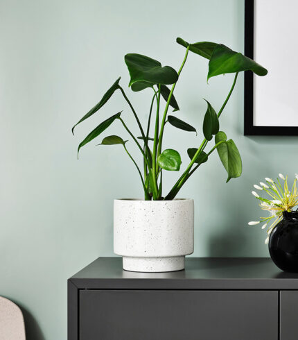 Dracaena Compacta – Image 4